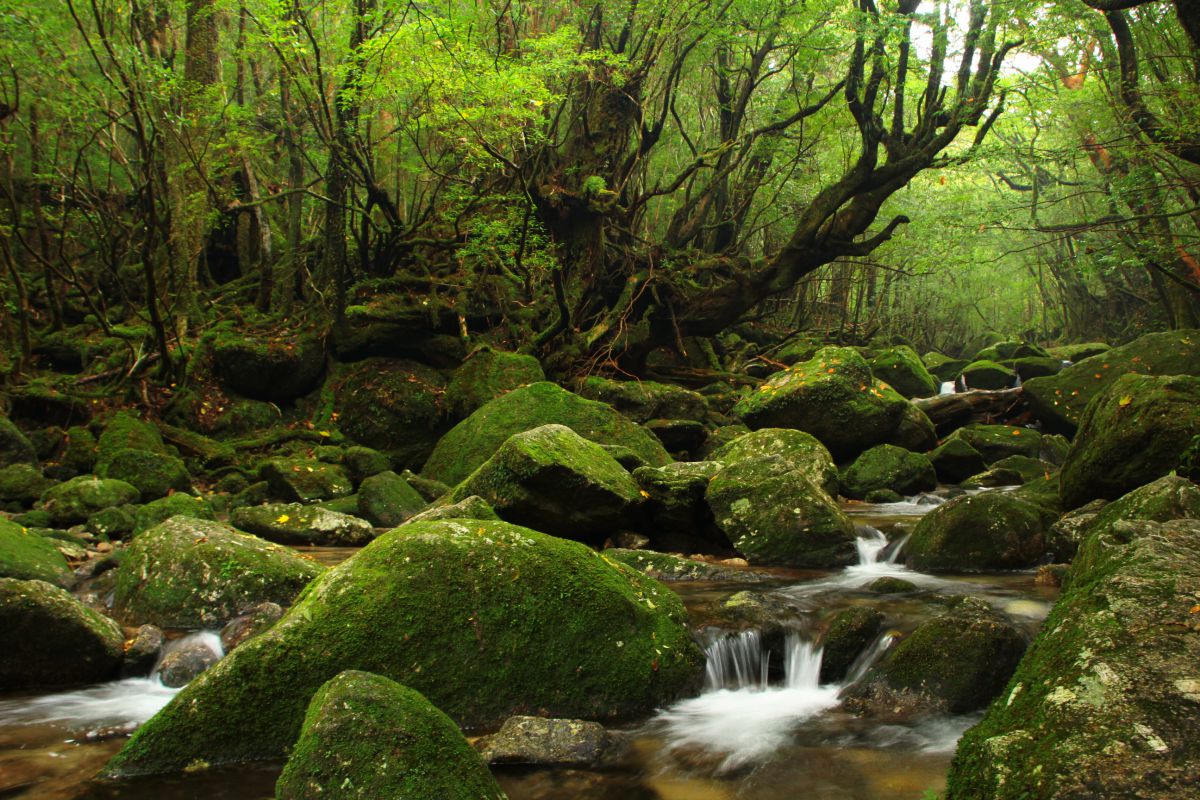 白谷雲水峡（鹿児島県）