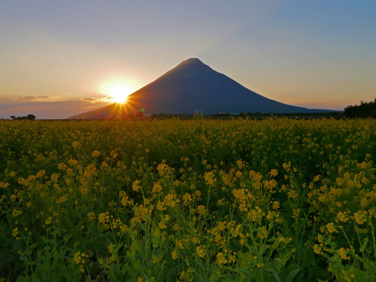 指宿　菜の花（鹿児島県）