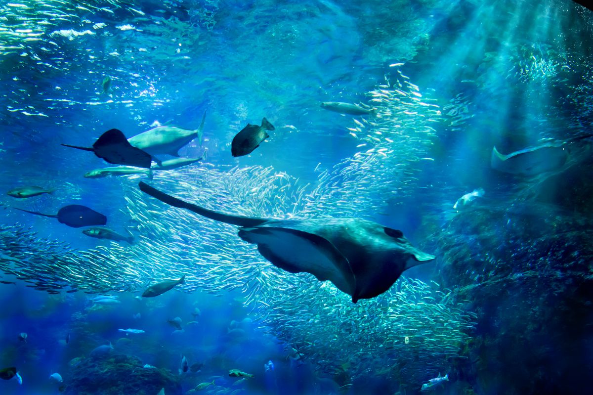 江ノ島水族館（神奈川県）