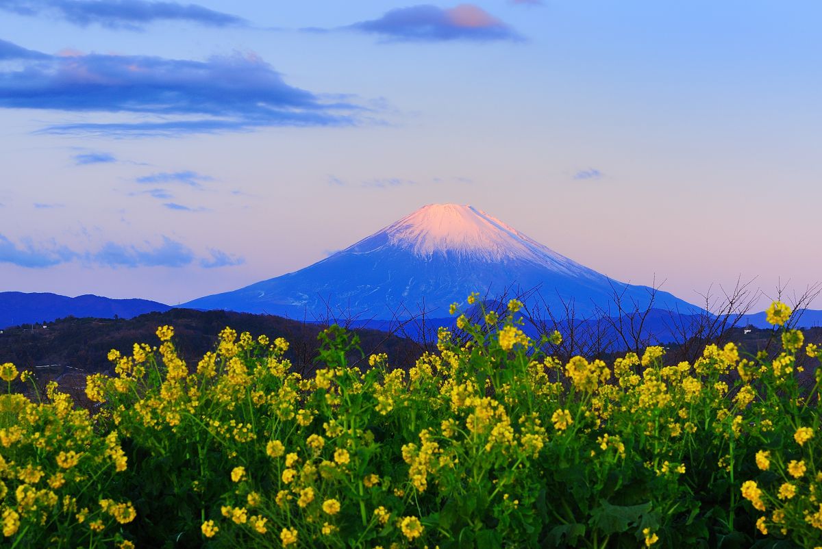 吾妻山公園（神奈川県）