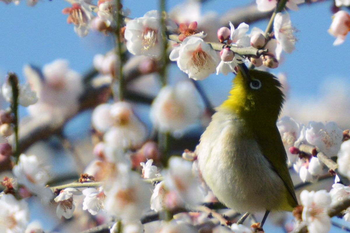 曽我梅林（神奈川県）