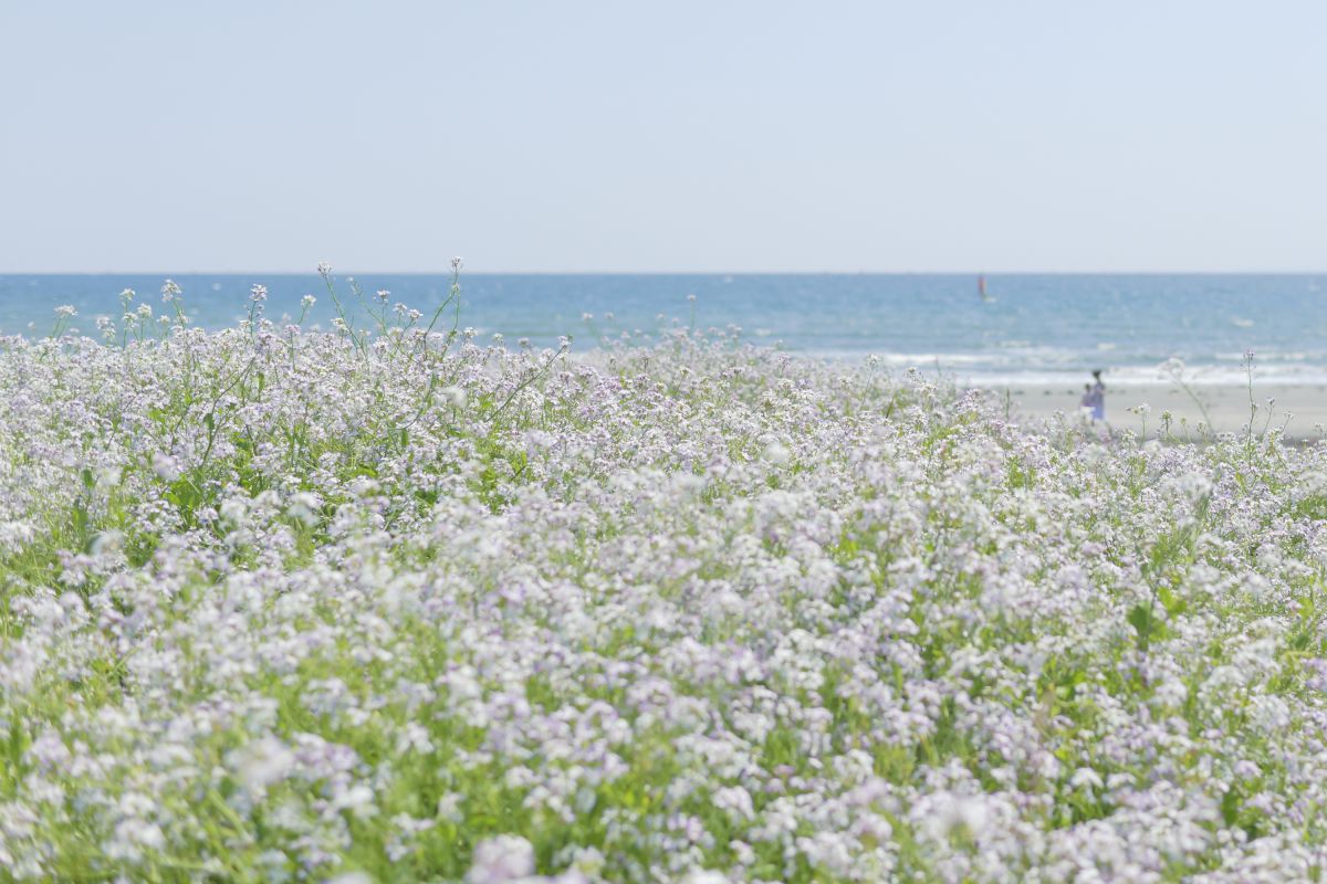 由比ガ浜（神奈川県）