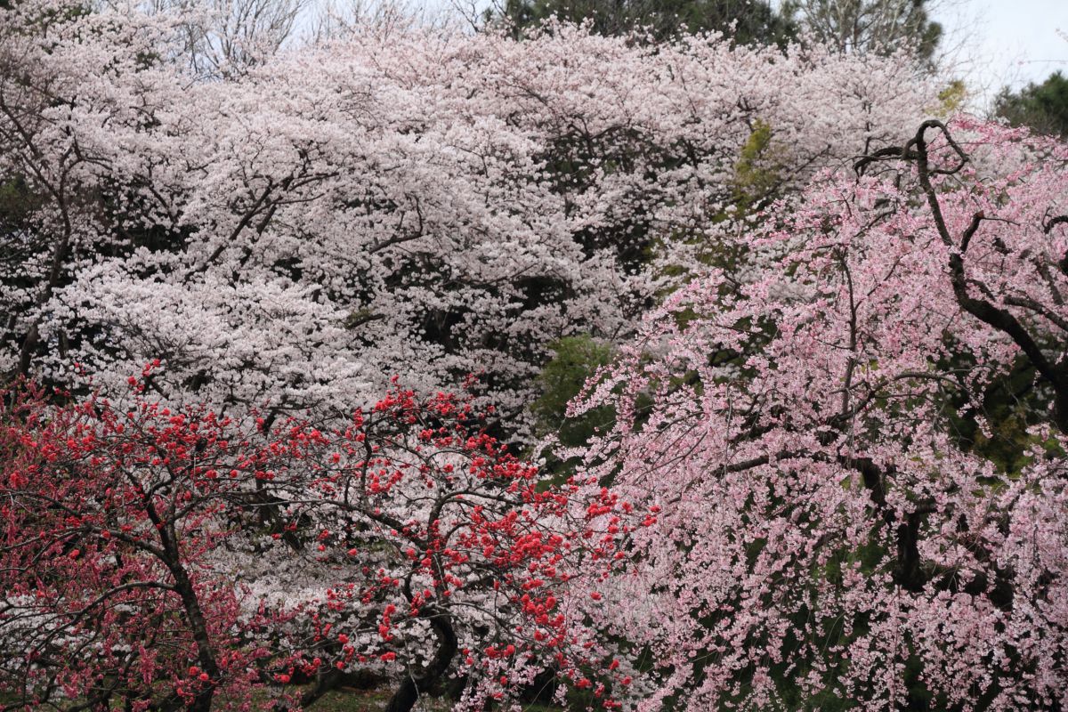 三ツ池公園（神奈川県）