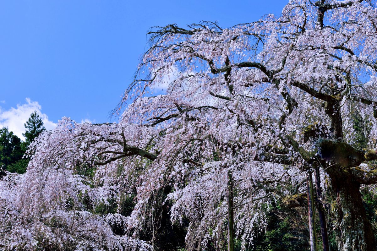 長興山（神奈川県）