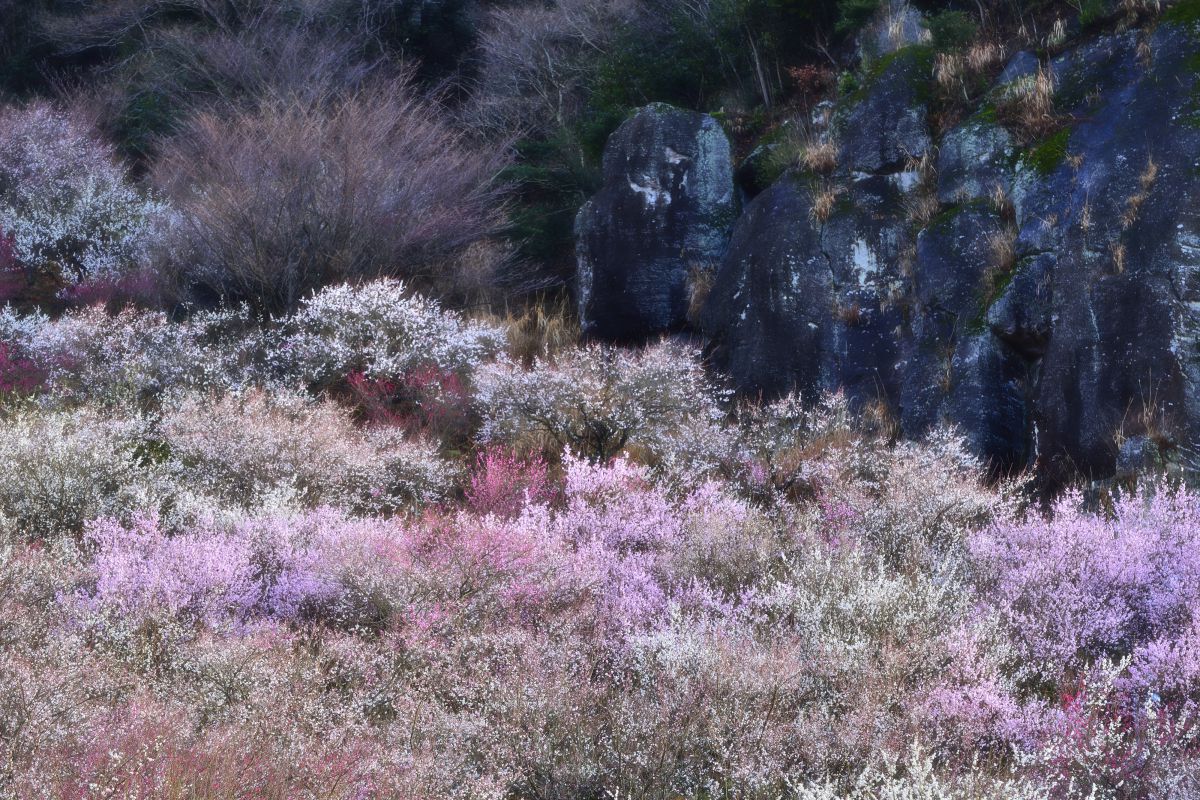 湯河原梅林（神奈川県）