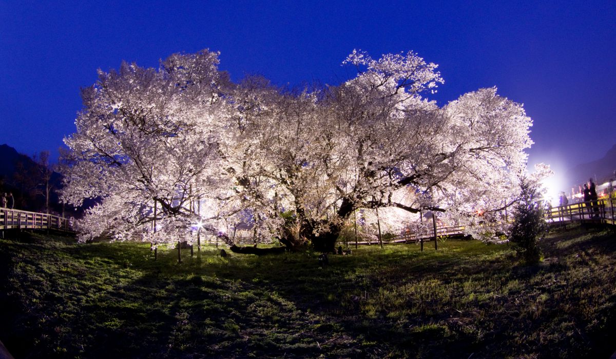 一心行の大桜