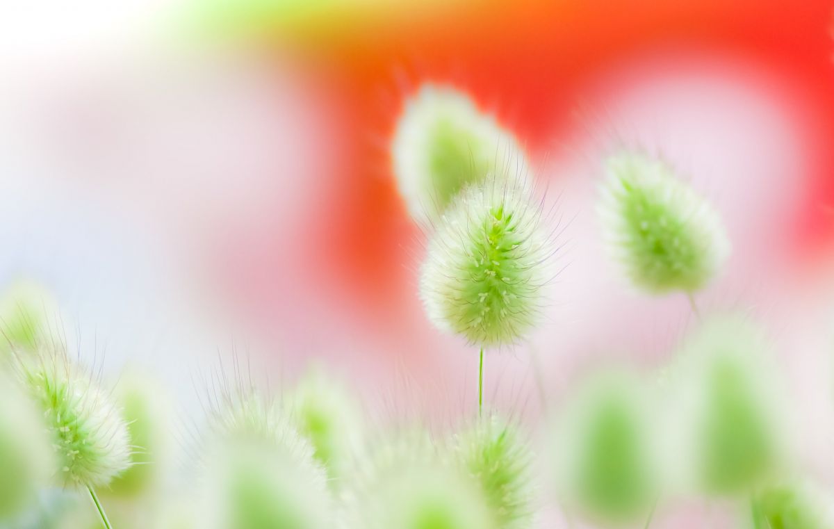 京都府立植物園