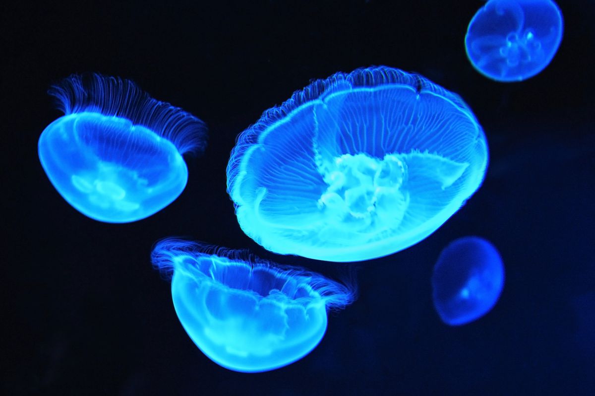 京都水族館