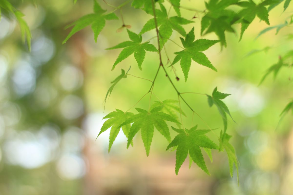 上賀茂神社