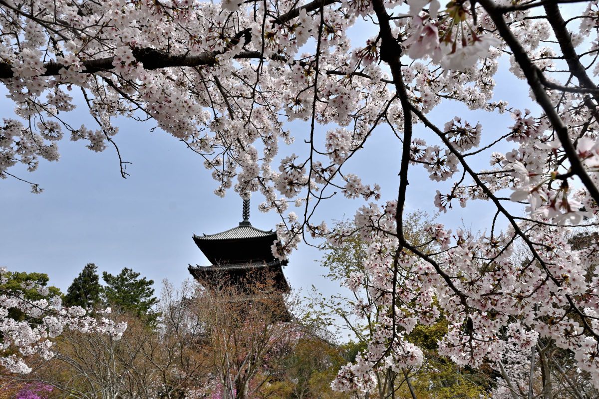 仁和寺（京都府）