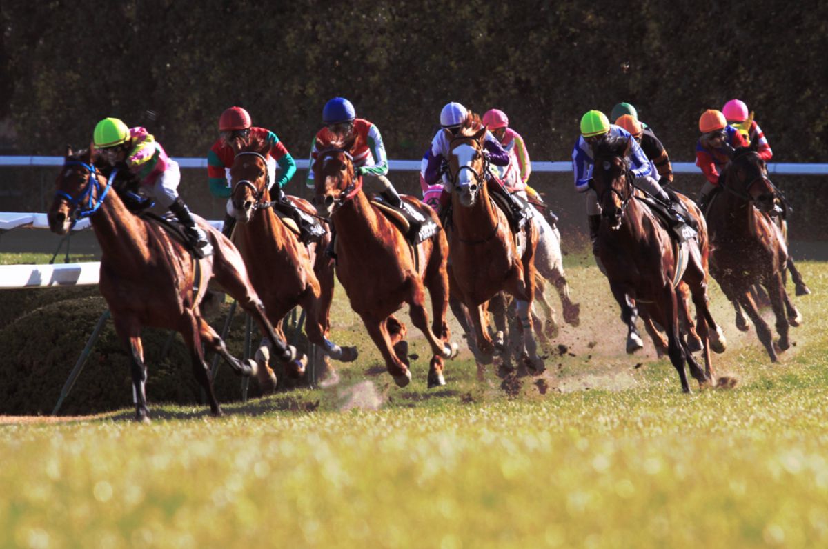 京都競馬場