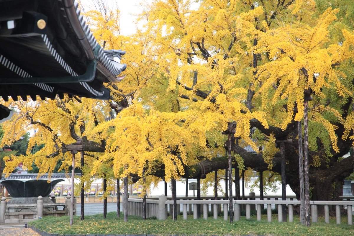 西本願寺（京都府）