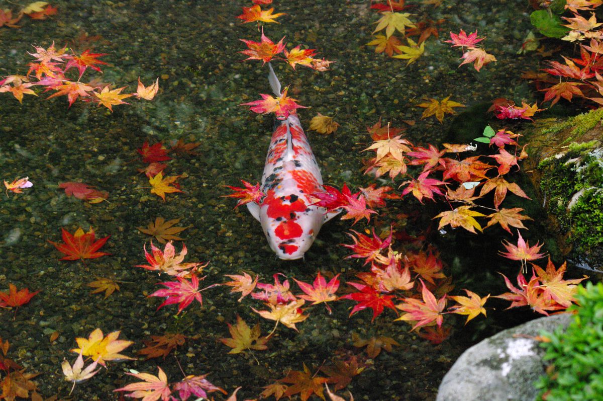 京都　寂光院（京都府）