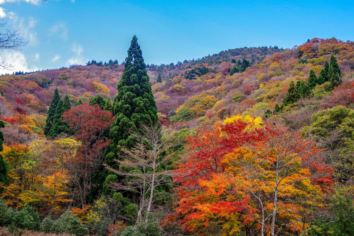 大江山