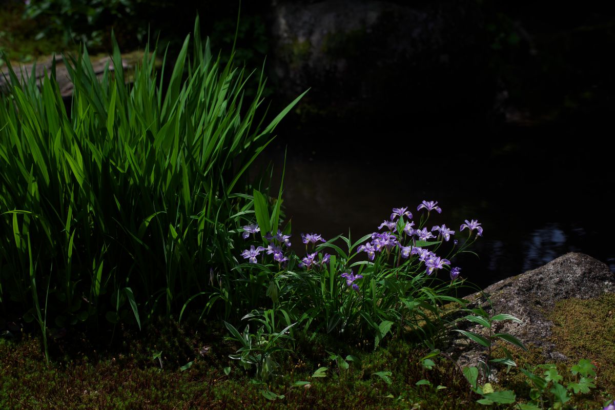 実光院（京都府）