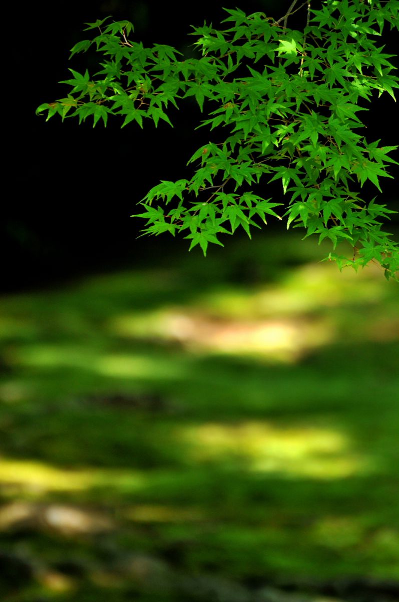 京都　圓通寺