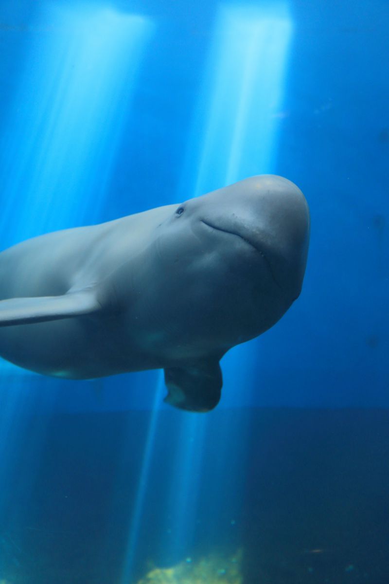 鳥羽水族館（三重県）