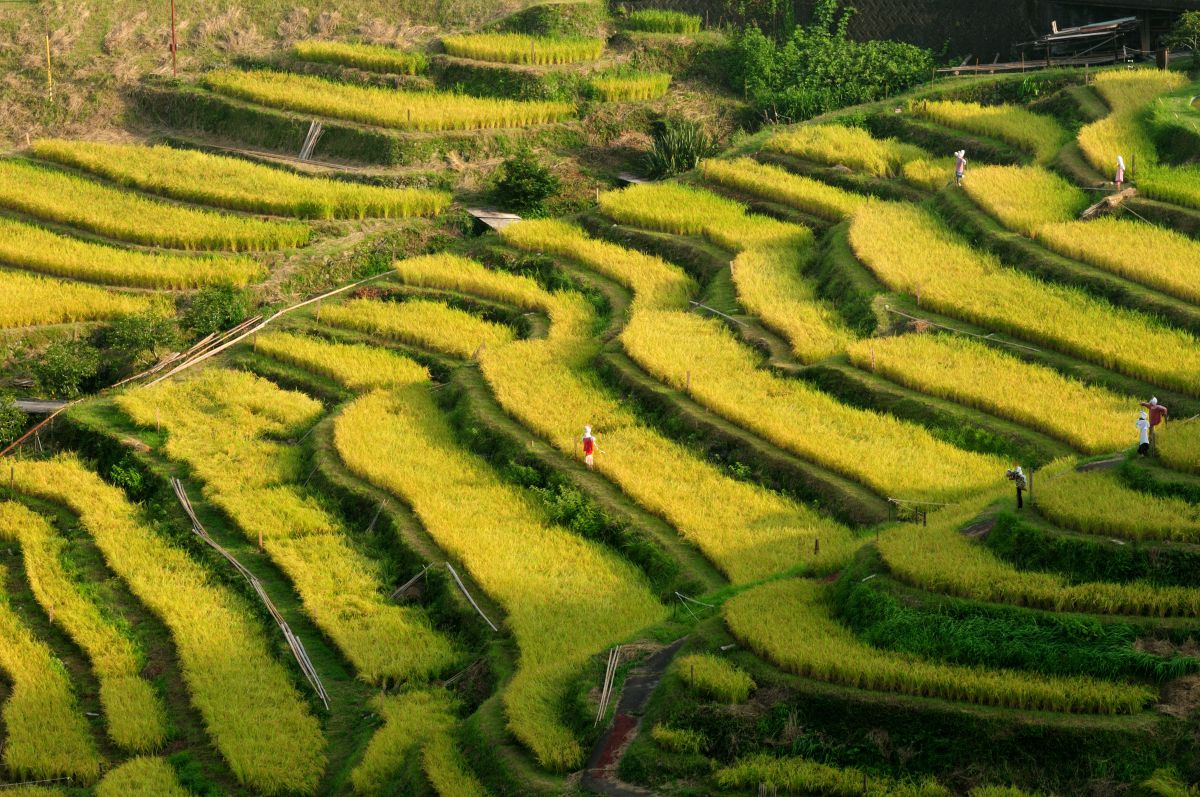 丸山千枚田