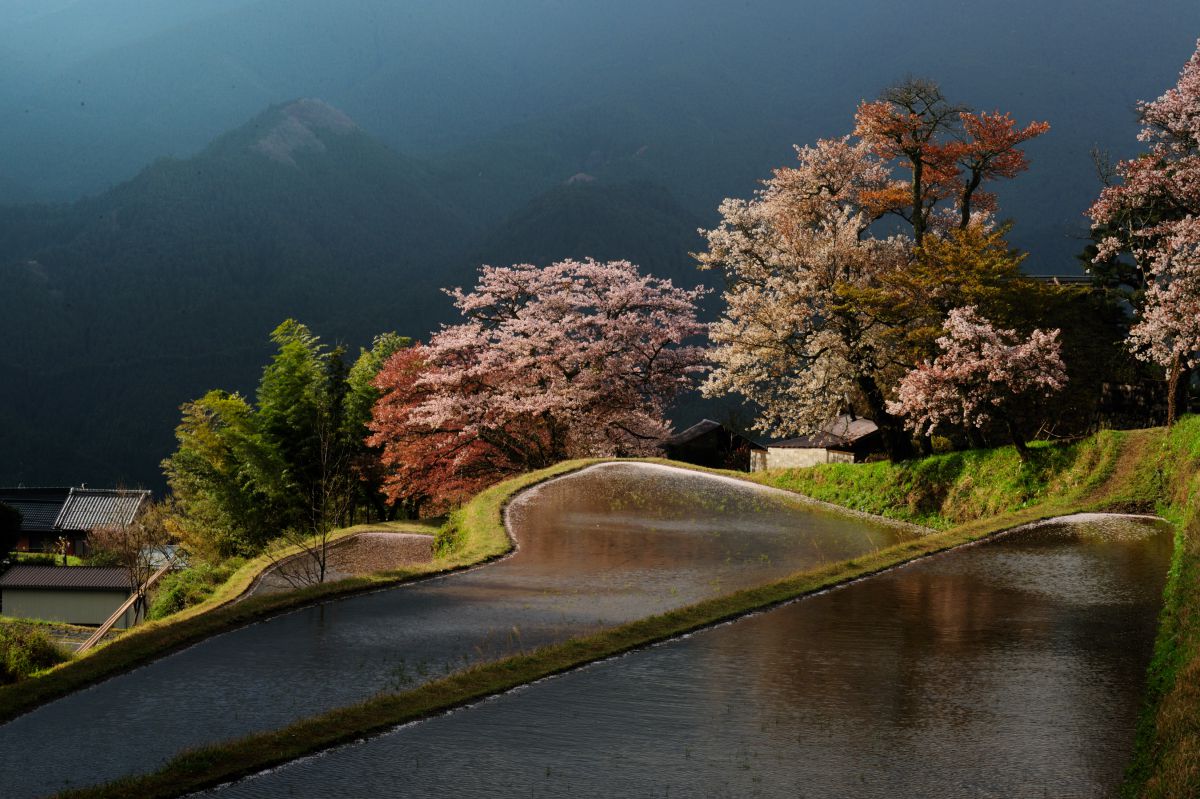 三多気の桜