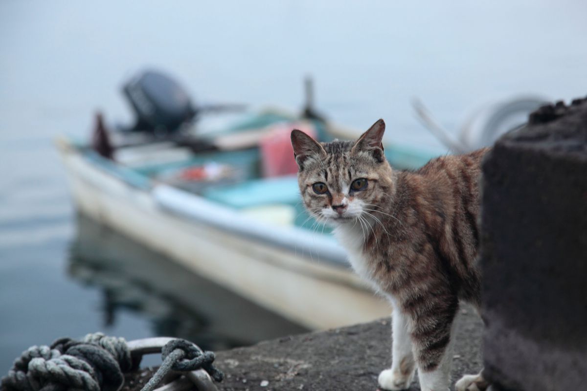 田代島