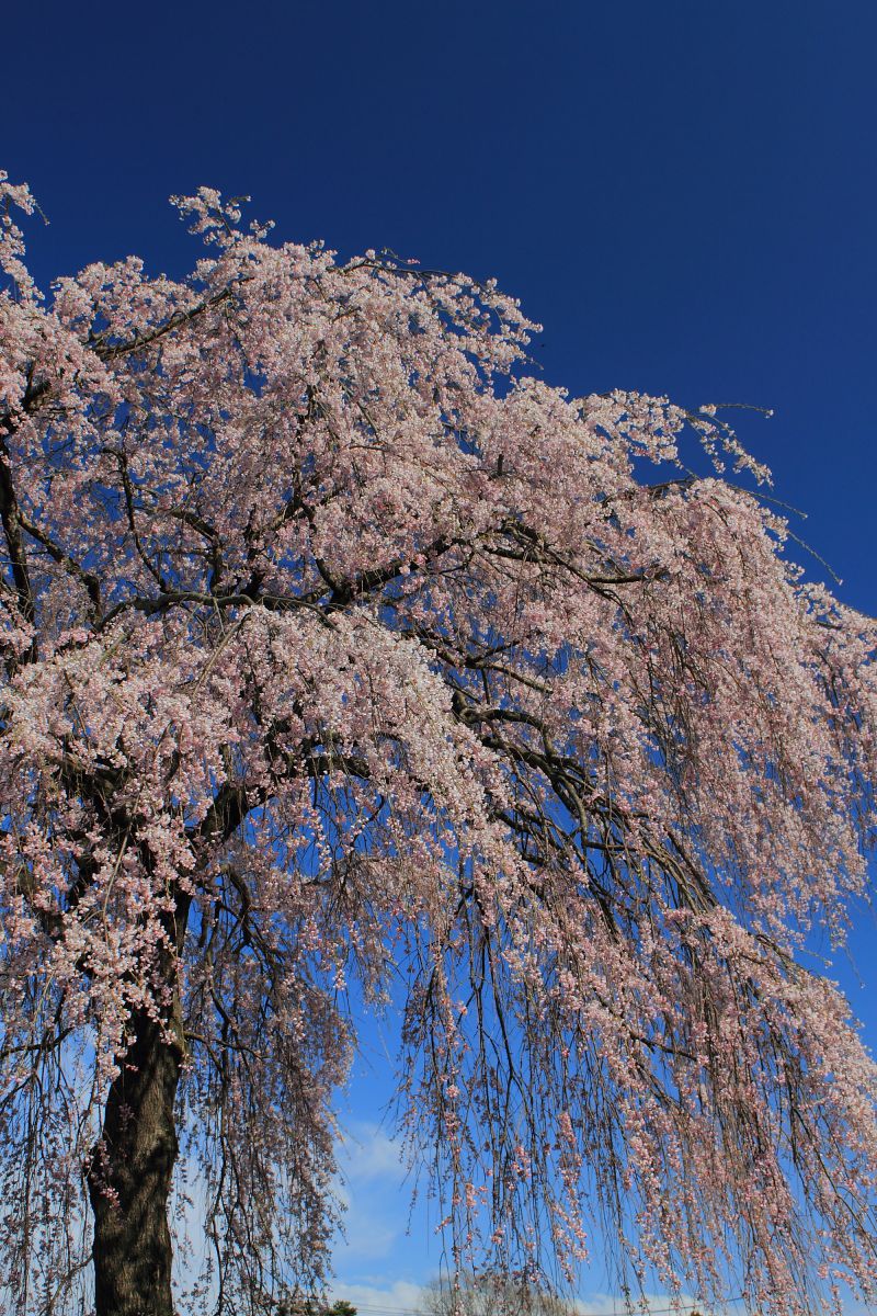 東昌寺（宮城県）