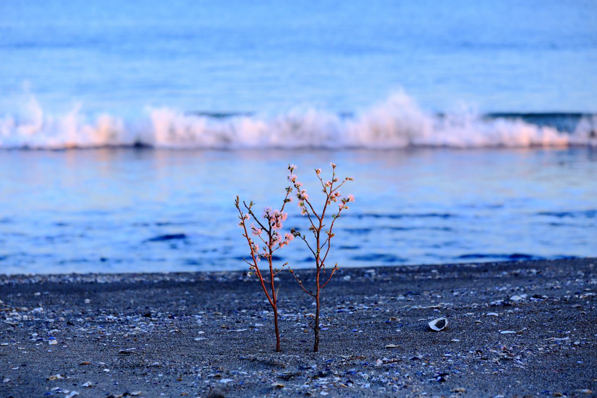 野蒜海岸