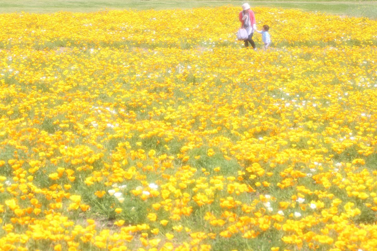 生駒高原（宮崎県）