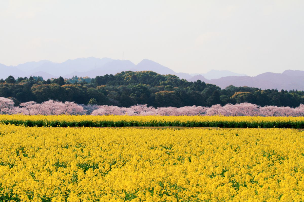 西都原（宮崎県）