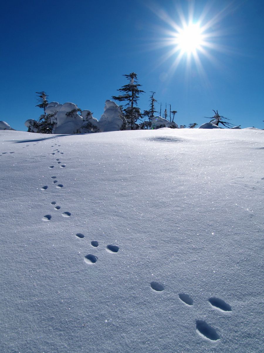 北横岳（長野県）