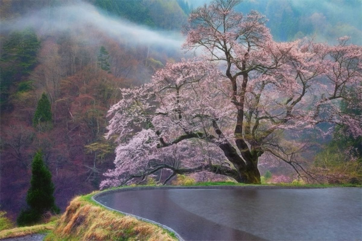 駒つなぎの桜（長野県）