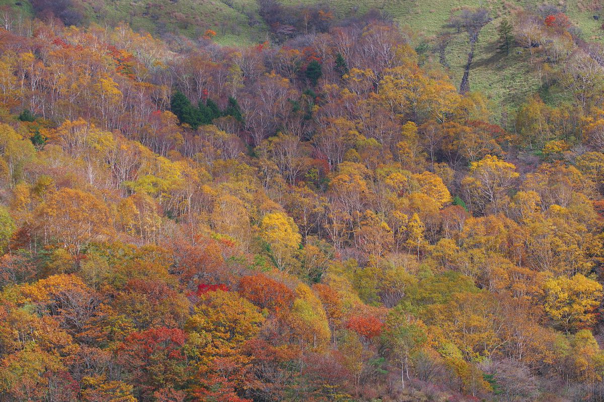 霧ケ峰高原（長野県）