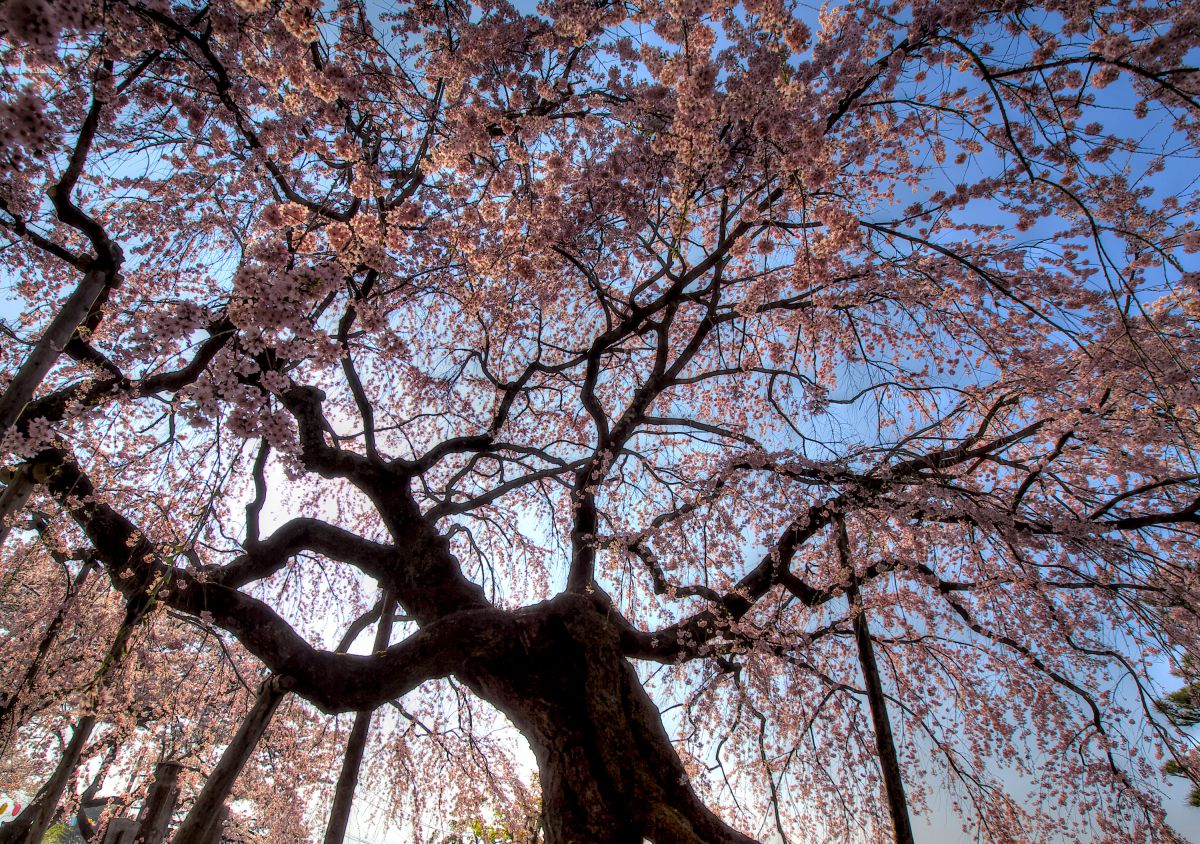 舞台桜（長野県）