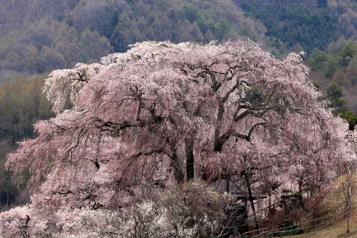 勝間薬師堂（長野県）