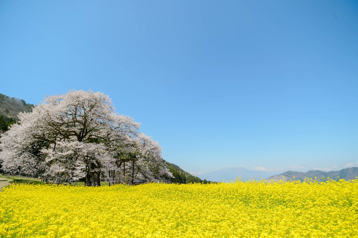 飯綱山