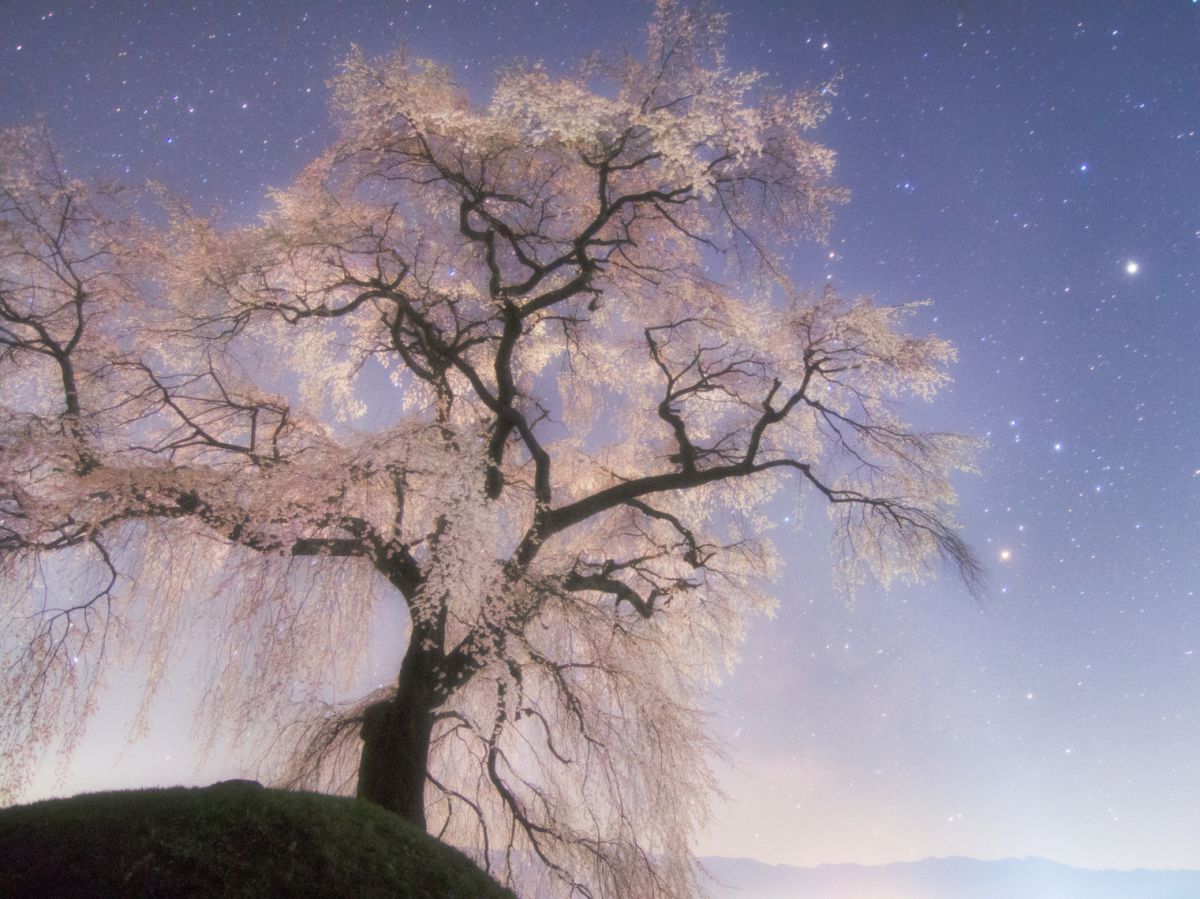 石塚桜（長野県）