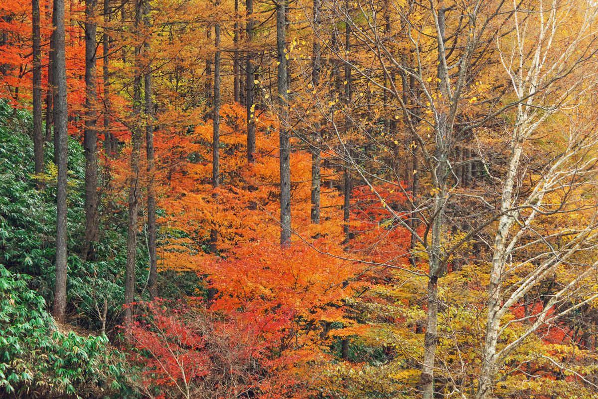 富士見台高原（長野県）