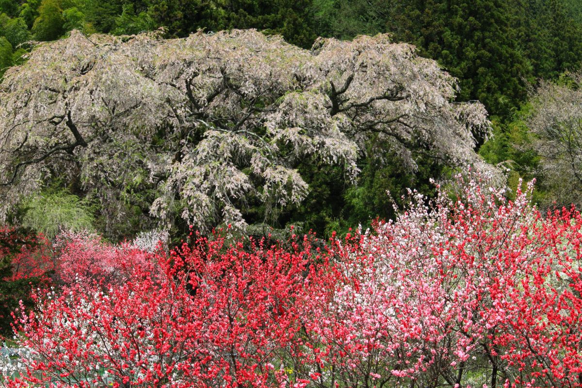 黒船桜（長野県）