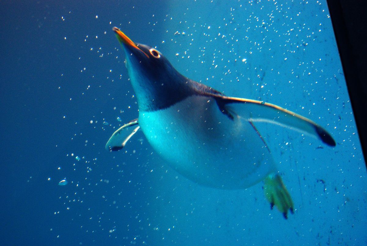 長崎　ペンギン水族館