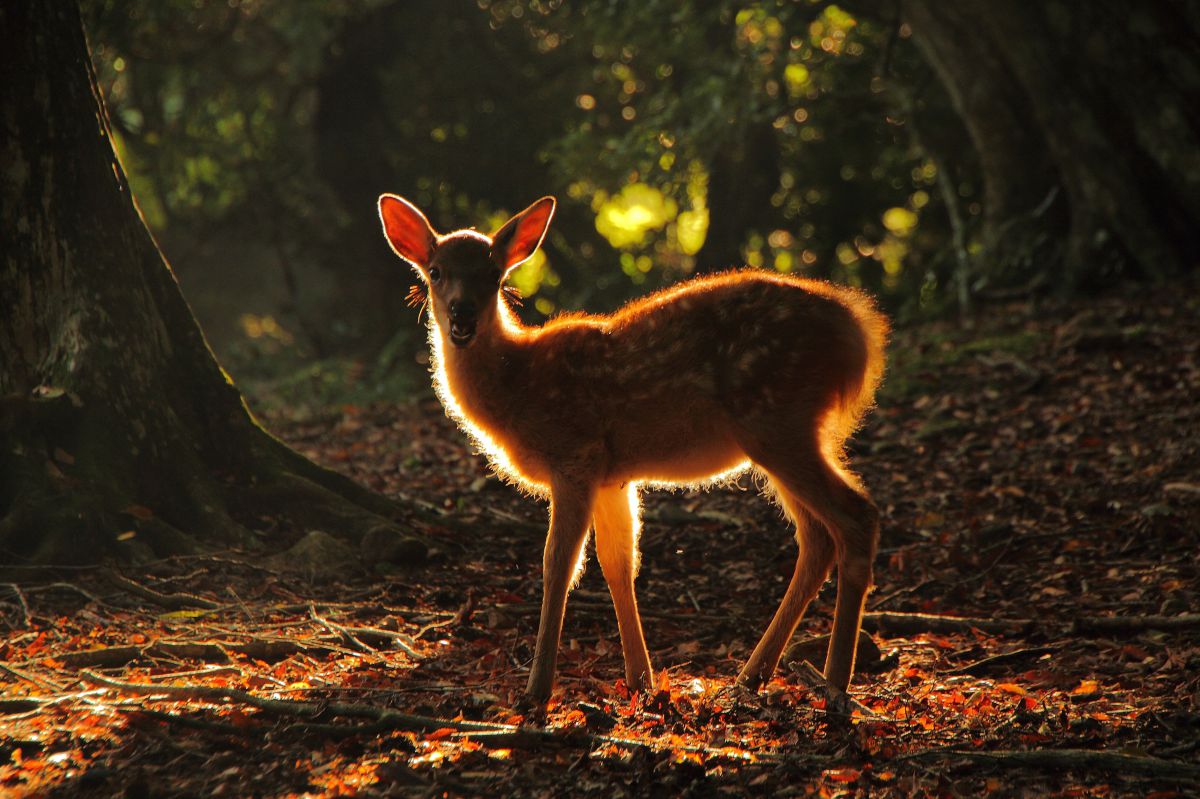 奈良公園（奈良県）