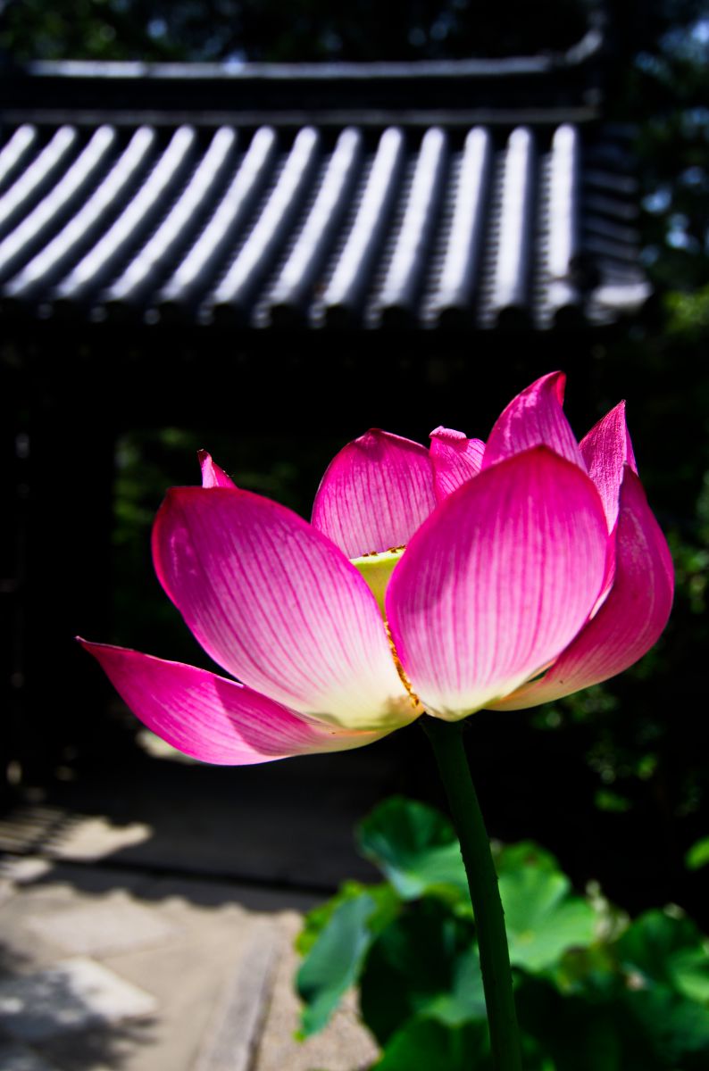 唐招提寺（奈良県）