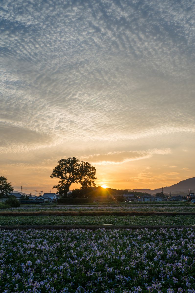 本薬師寺跡（奈良県）