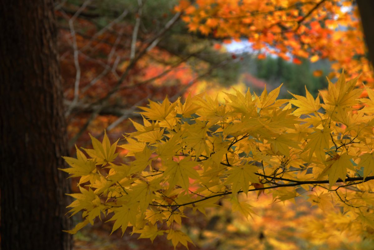 三笠山