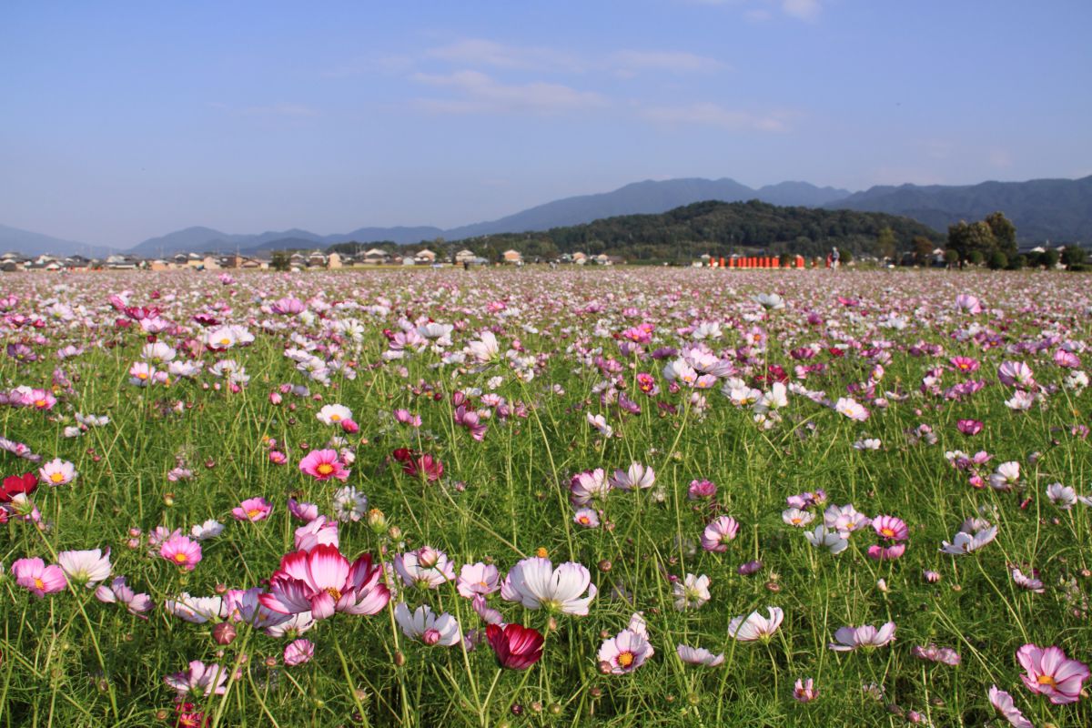 香具山（奈良県）