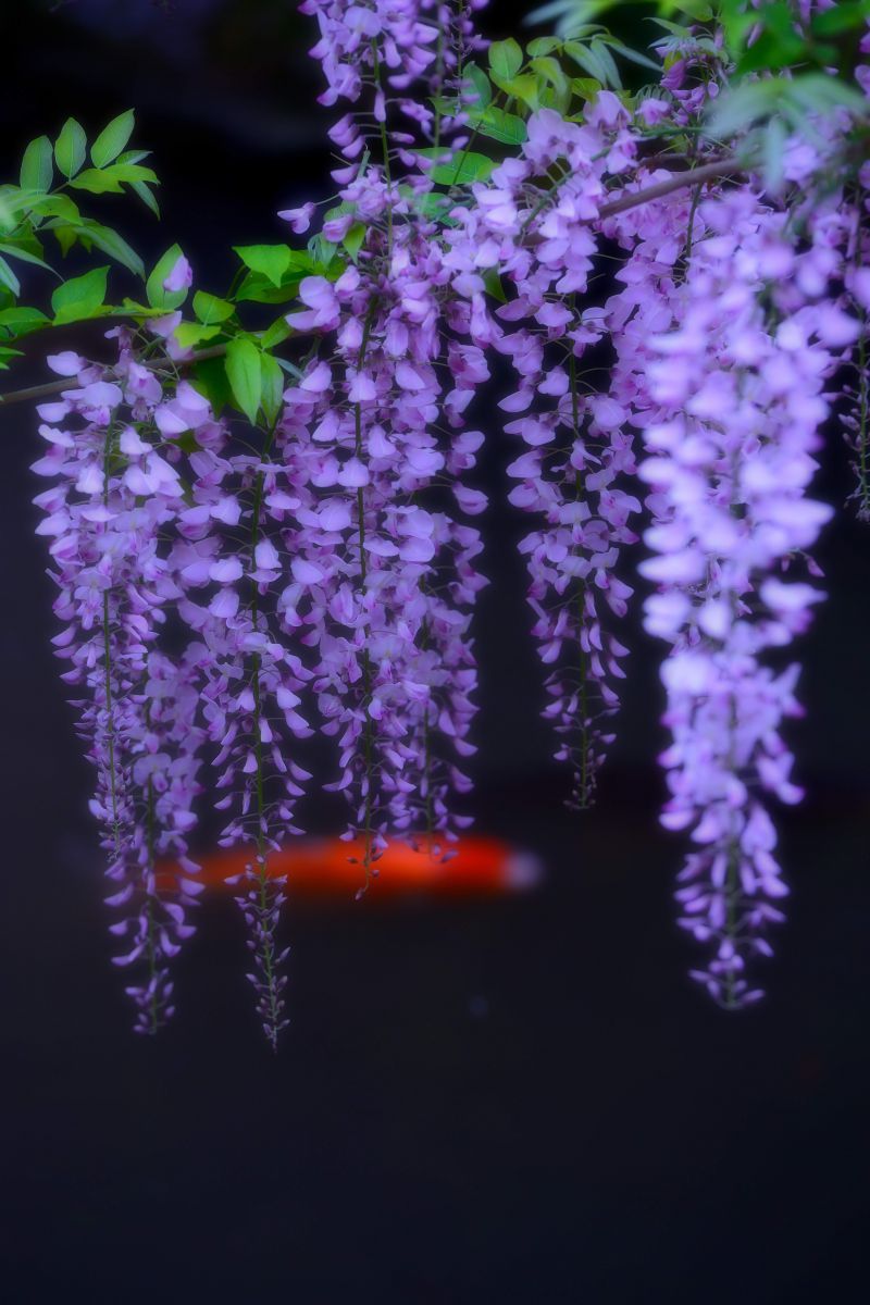 春日大社萬葉植物園（奈良県）