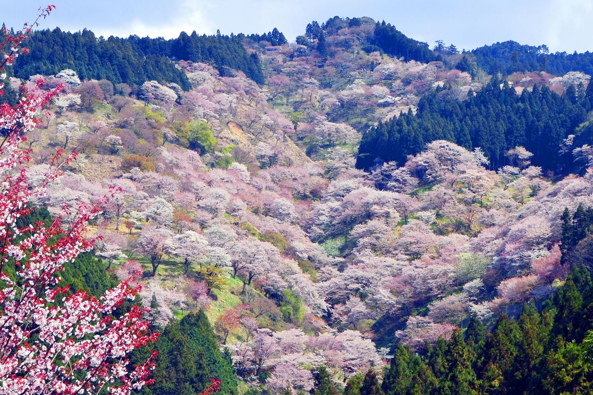 吉野山の桜