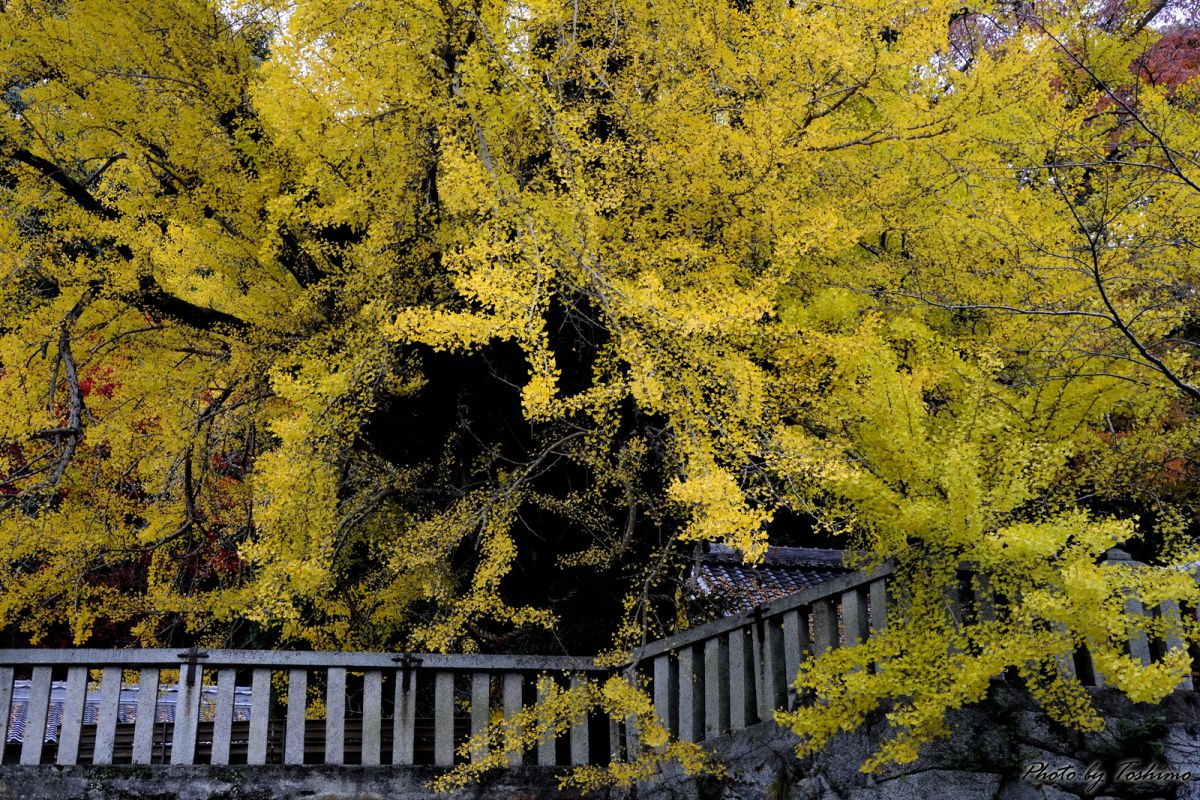 葛城一言主神社（奈良県）