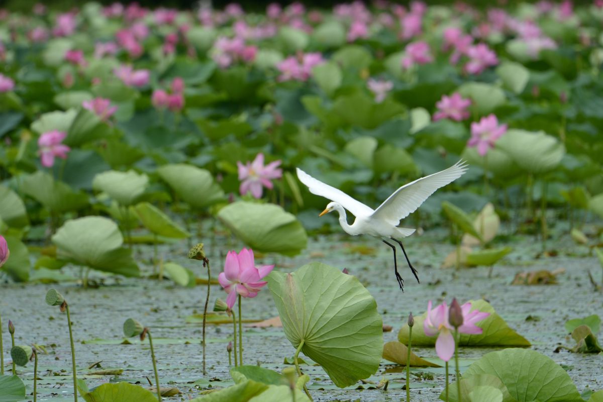 瓢湖（新潟県）