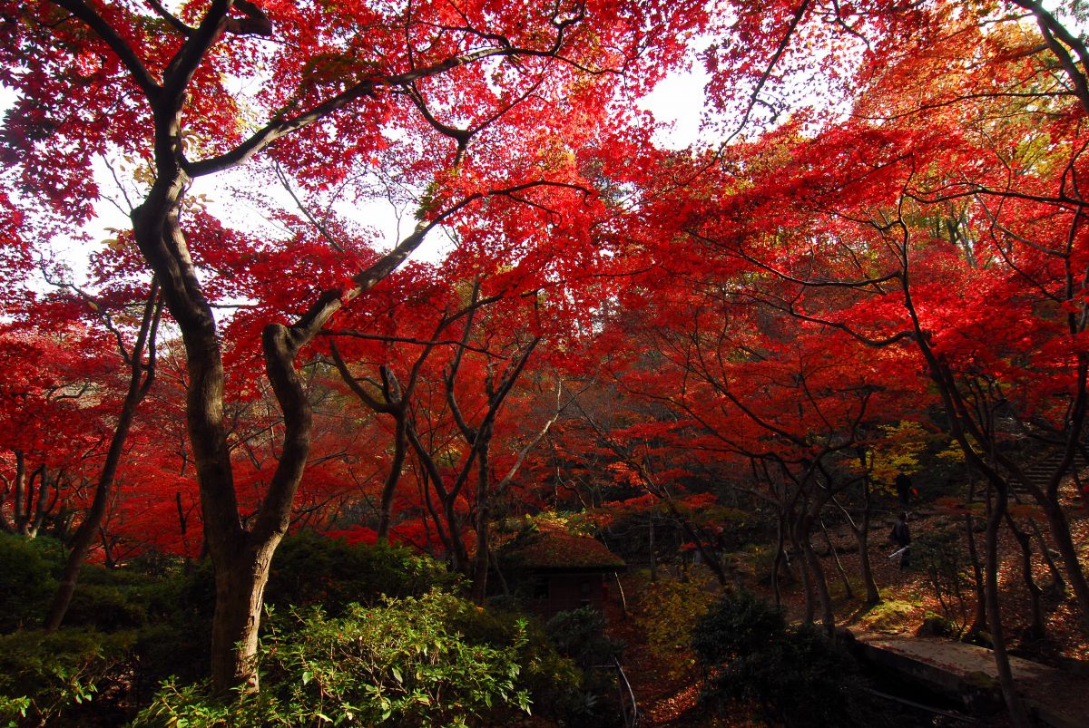 弥彦公園（新潟県）