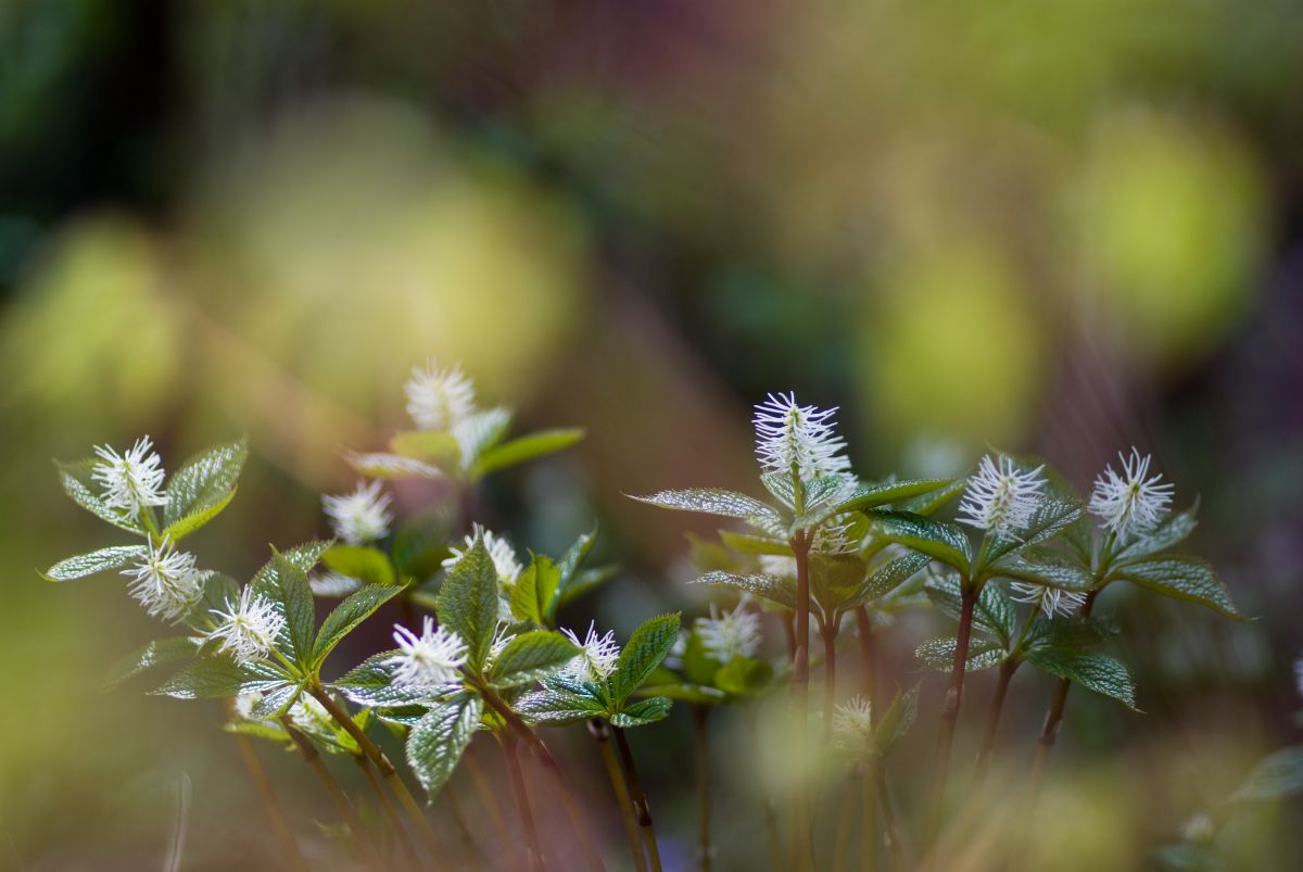 雪国植物園