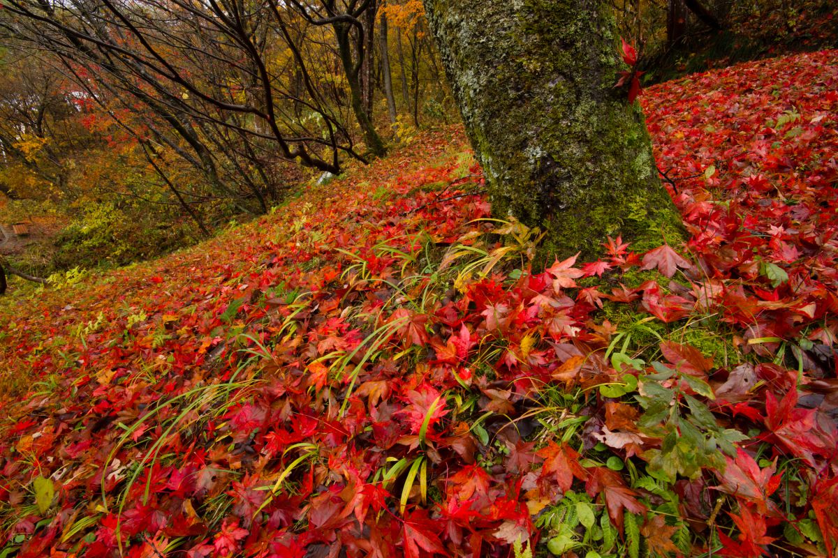 悠久山公園（新潟県）